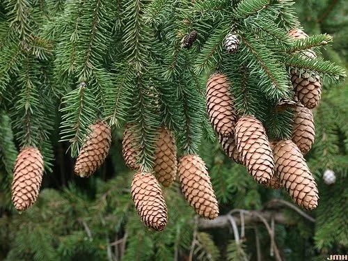 Miniatura 5 de Acrocona Norway Spruce 1 - Año Árbol vivo