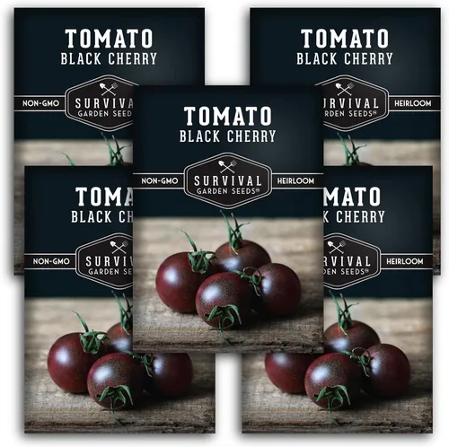 Miniatura 12 de Semillas de tomate cereza negra para plantar – Variedad indeterminada de reliquia sin OMG – Cultiva altos rendimientos de tamaño de morada profunda