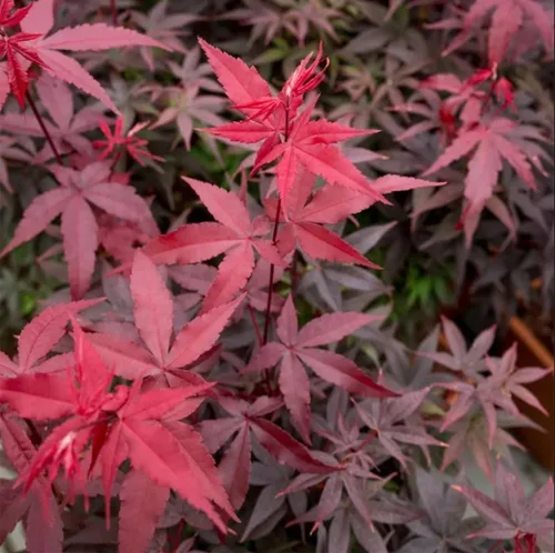 Miniatura 3 de 30 semillas de árbol de arce japonés rojo (Acer Palmatum Atropurpureum) - Belleza vibrante del jardín