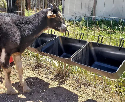 Miniatura 4 de mozoba Comedero Colgante para Pollos y Aves para Cabras, Ovejas, Ciervos, Patos y Pollos con Valla, Contenedor de Alimentación para Ganado, Negro