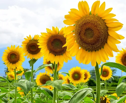 Miniatura 2 de Semillas de girasol grandes con rayas grises para plantar (Helianthus annuus). Estas flores gigantes del sol atraen colibríes, abejas y mariposas