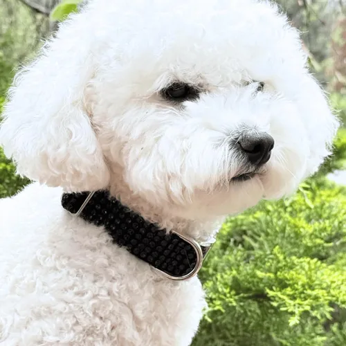 Miniatura 6 de Collar de perro con diamantes de imitación, hebilla grabada y opciones de correa, collares de perro brillantes a la moda, joyas brillantes