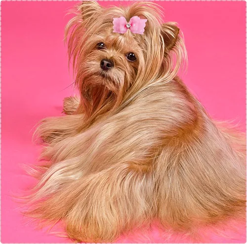 Miniatura 6 de PET SHOW Mixed Styles - Lazos para el pelo para perros pequeños con bandas de goma, accesorios de aseo para mascotas, gatos, cachorros, color rosa