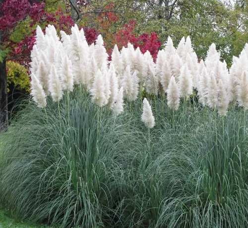 Miniatura 7 de Outsidepride Semillas de hierba de pampa blanca: 1,000 piezas. Hierba ornamental perenne, tolerante a la sequía para bordes de jardín grandes