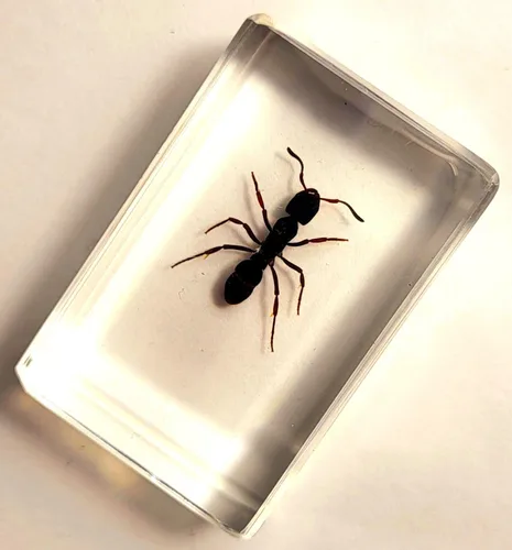 Miniatura 6 de 44mm Hormiga gigante tropical real en resina de lucita transparente cristalina, espécimen preservado Pseudoneoponera Rufipes, taxidermia