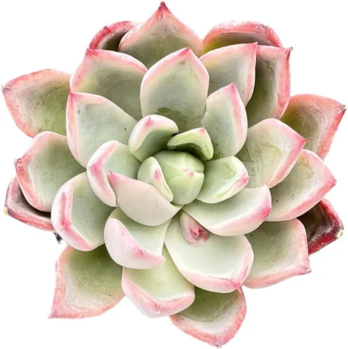 Miniatura 2 de Sprout N Green Echeveria 'Aranjuez', planta suculenta viva totalmente enraizada en maceta de 2 pulgadas, planta para interiores y exteriores, hogar
