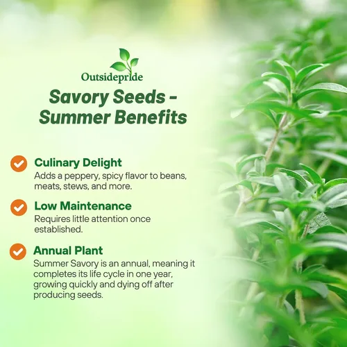Miniatura 3 de Outsidepride Summer Savory Seeds - Semillas anuales de hierbas culinarias para plantar con hojas aromáticas, tolerantes a la sequía y compactas