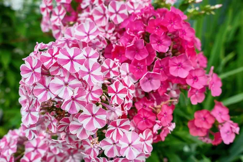 Miniatura 9 de 10 Tall Garden Phlox Paniculata Mixed Colors 'New Hybrids Mix' Flower Seeds