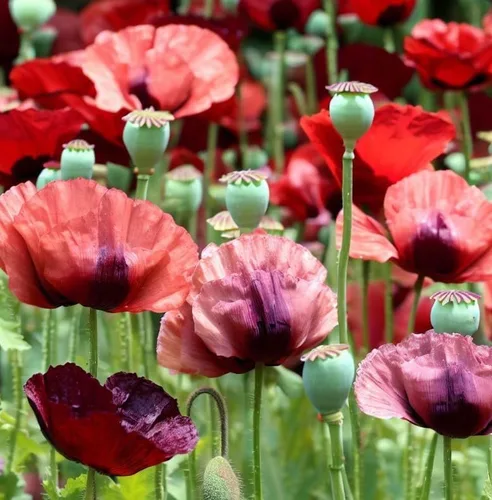 Papaver somniferum (amapola de pan), semillas redondas utilizadas para hornear, cocinar y como cobertura para pan, bagels y pasteles, semillas de