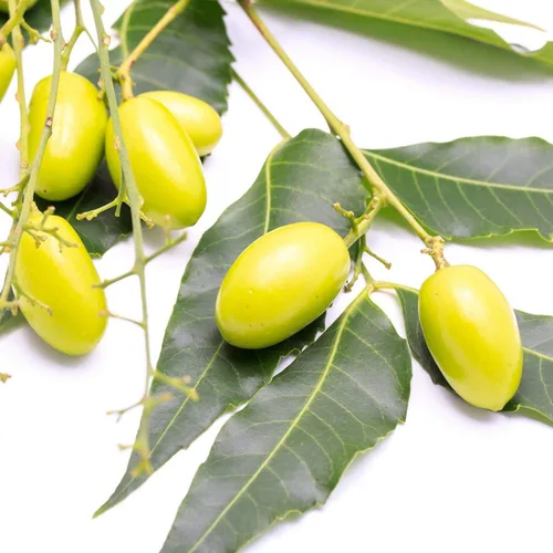 Miniatura 5 de Aceite de neem orgánico para piel y cabello, 100% puro, prensado en frío para mezcla de aceites esenciales, aceites de neem para plantas, pastel
