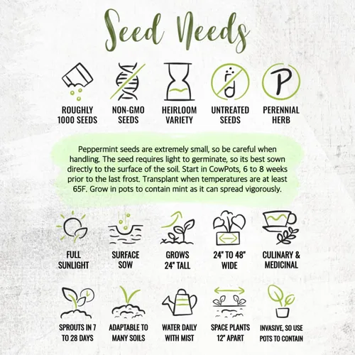 Miniatura 8 de Seed Needs, Semillas de menta – 1000 semillas tradicionales para plantar Mentha piperita – Hierba medicinal/culinaria, sin OMG y sin tratar – Ideal