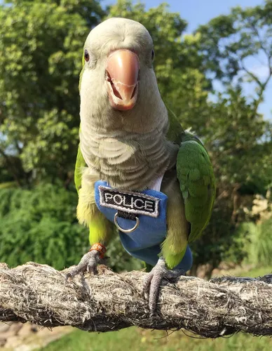 Miniatura 3 de Trajes y pañales de vuelo de aves Poli(L) - Reutilizables, impermeables, suministros para pájaros para mascotas