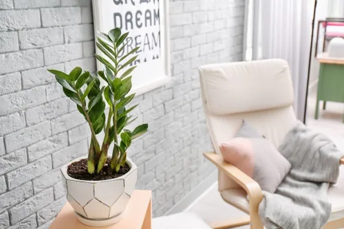 Miniatura 2 de Eleva tus zamioculcas con la mezcla orgánica de tierra de Gardenera - Cultiva más saludable y más elegancia - 1 cuarto de galón