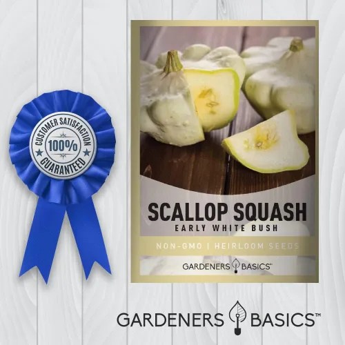 Miniatura 7 de Semillas de calabaza festoneada para plantar, (arbusto blanco temprano), herencia de calabaza de verano, variedad de calabaza vegetal sin OMG