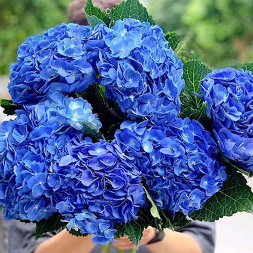 Miniatura 6 de Plantas de árbol de arbusto de hortensias vivas, 5-9 pulgadas de alto, sin maceta, inactivas en invierno, cambian de color, plantación perenne