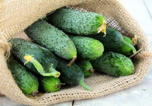 Miniatura 4 de Semillas raras de pepino Titus F1 Pickling Mid-Early Heirloom Vegetal para plantar 40 semillas sin OMG