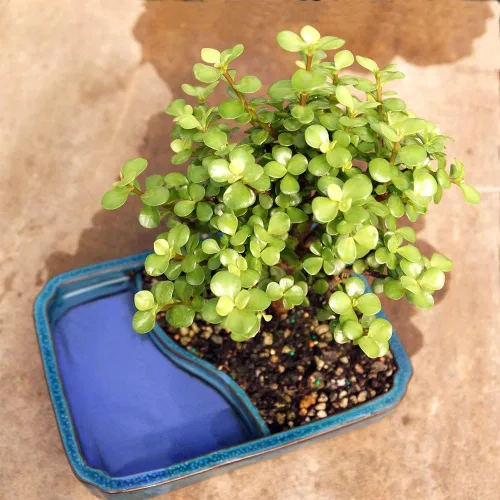 Miniatura 2 de Brussel's Bonsai Árbol Bonsái de Jade Enano Vivo, Interior - Mediano, 4 Años de Edad, 8 a 12 Pulgadas de Alto - Maceta Decorativa de Agua