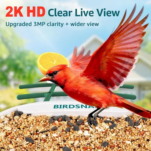 Miniatura 3 de birdsnap® TUC - Comedero para pájaros con cámara 2K HD en vivo con tarjeta de 32 GB, detección y notificación automática de inteligencia artificial