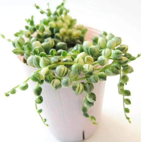 Miniatura 2 de Cadena de perlas planta viva en maceta de 4 pulgadas, suculentas raras en cestas colgantes, suculenta trepadora para casa u oficina