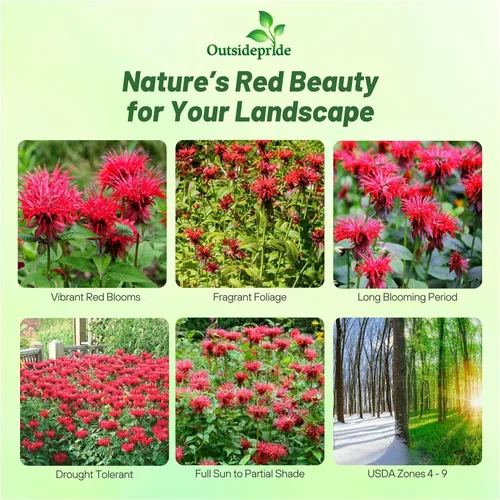 Miniatura 2 de Outsidepride Semillas de Bálsamo de Abeja Escarlata - 250 Piezas Semillas de Monarda Didyma Perennes, Fáciles de Cultivar y Amigables