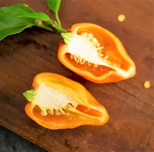 Miniatura 4 de TomorrowSeeds - Semillas de pimiento habanero naranja - Más de 100 unidades - para plantar 350,000 unidades Scoville Scoville picante tropical chile