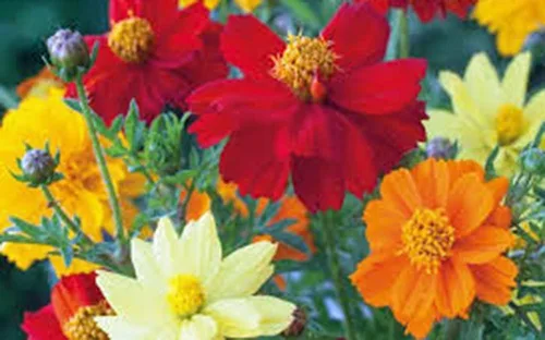 Miniatura 2 de Bright Lights Cosmos - Más de 100 semillas recién cosechadas, hermosa flor brillante