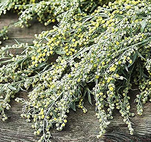 Semillas de ajenjo de absenta - Hierba reliquia - Utilizado medicinalmente, se cree que es una ayuda digestiva - 200 semillas. Artemisia Absinthium.