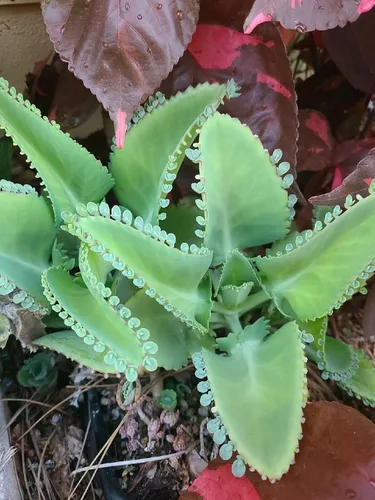 Miniatura 4 de 5 Plántulas con raíces de planta de sombrero mexicano, Kalanchoe, madre de miles-Kalanchoe Daigremontiana-Mexican Hat Live Plant