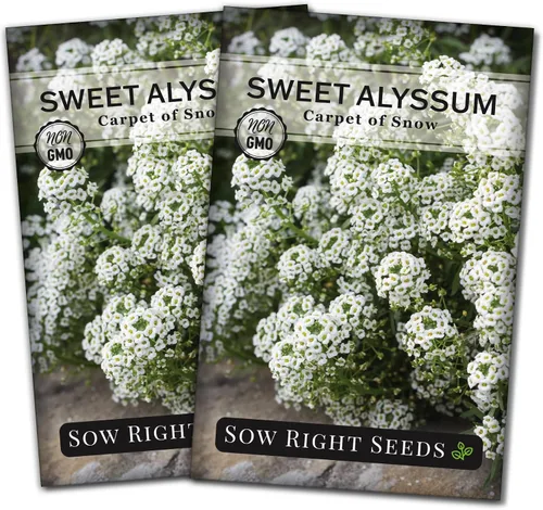Miniatura 7 de Sow Right Seeds - Alfombra blanca de semillas de flores de nieve Sweet Alyssum para plantar - Paquete de reliquia sin OMG con instrucciones