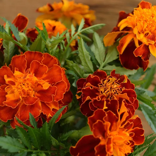 Miniatura 7 de Caléndula francesa - 250 semillas - Variedad de reliquia y polinizada abierta, semillas de flores fáciles de cultivar, sin OMG para plantar al aire