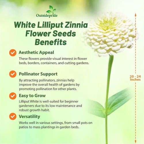 Miniatura 5 de Outsidepride - Zinnia Elegans, 1000 semillas anuales, Lilliput White, flores para plantar, color blanco