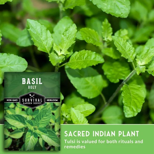 Miniatura 4 de Survival Garden Seeds - Semilla de Albahaca Sagrada para plantar - 1 paquete con instrucciones para plantar y cultivar la hierba sagrada india Tulsi