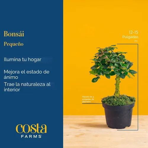 Miniatura 4 de Costa Farms - Árbol en miniatura Bonsai planta viva en maceta decorativa, fácil planta de interior, variedad surtida, Zen para el hogar, habitación
