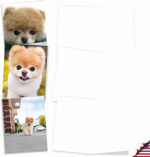 Miniatura 2 de The Best Card Company - 10 tarjetas de felicitación para perros en blanco para todas las ocasiones (4 x 5.12 pulgadas) - Boo El perro más lindo
