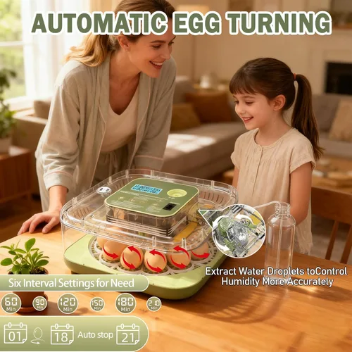 Miniatura 6 de XOTTI Incubadora para incubar huevos, 12 incubadoras de huevos con control de temperatura y humedad, girador automático, vela, visualización de 360°