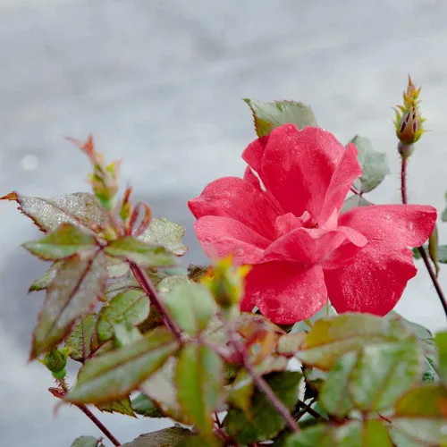 Miniatura 5 de Perfect Plants Double Red Knock Out Rose 1 galón, Guía de plantación de plantas vivas