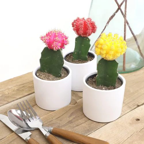 Miniatura 4 de Plantas de cactus injertadas vivas en macetas blancas (3 unidades), planta de cactus vivo en mezcla de tierra de cactus, mini cactus vivos, plantas