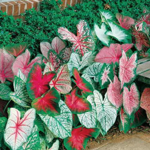 Bombillas Caladium, mezcla elegante, paquete de 10 (diez), fáciles de cultivar, mezcla colorida, HOSTA, marca Country Creek Acres