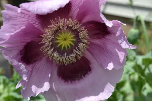 Miniatura 2 de Semillas prémium de papaver somniferum de amapola púrpura gigante para plantar paquete