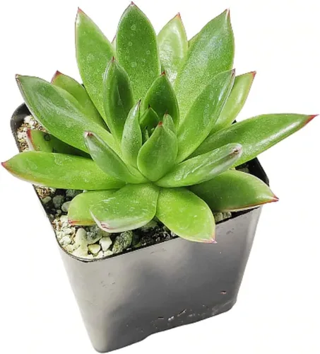 Miniatura 4 de Echeveria Agavoides Christmas 2 pulgadas Suculenta saludable Echeveria Live Easy Care planta interior casa, totalmente arraigada en tamaños
