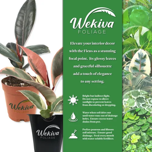 Miniatura 2 de Ficus Tree - Paquete de 5 plantas de inicio en macetas de 2 pulgadas, variedad de variedades, impresionante planta interior de fácil cuidado