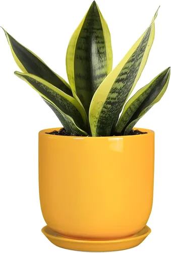 Miniatura 57 de Maceta de Cerámica para Plantas de Interior de 5 Pulgadas - Maceta Redonda para Plantas Suculentas con Agujero de Drenaje y Platillo, Decoración
