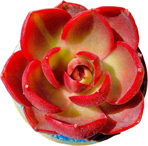 Miniatura 22 de Plantas suculentas vivas, Echeveria Onslow variegada de 3.2 pulgadas, Plantas de interior mini, Planta viva de raíz desnuda sin tierra, Plantas