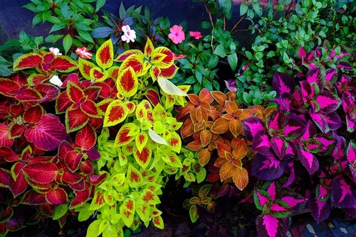 Coleus Rainbox Mix Seeds – Más de 100 semillas para plantar – Flores vibrantes, ideal para sombra o interiores, se envía desde Iowa, Estados Unidos
