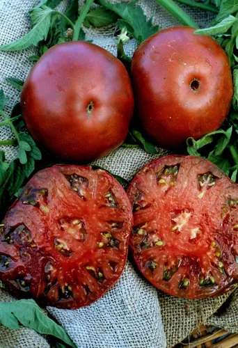 Clovers Garden Black Krim Plantas de tomate – Dos (2) plantas vivas – Sin OMG – Sin semillas – Cada una de 4 a 8 pulgadas de alto – en macetas de 4