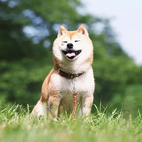 Miniatura 6 de 50 ganchos a presión para correa de perro, cierre giratorio resistente, hebilla de metal, clip de gatillo para hebilla de mascota de primavera
