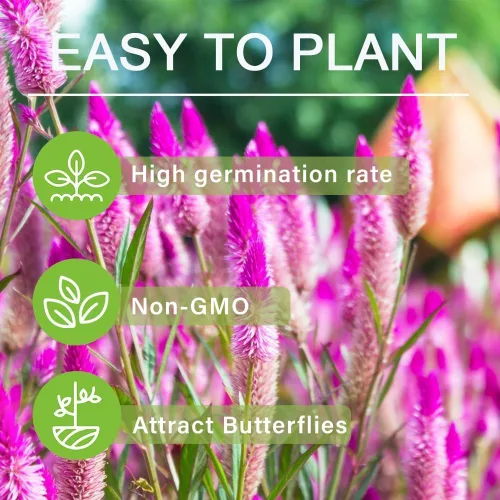 1000 semillas de flores de flamenco Celosia Spicata – Planta perenne exótica con flores de plumas rosadas, regalo para amantes del jardín y