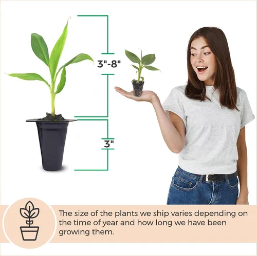 Miniatura 3 de Banana Tree Dwarf Cavendish (paquete de 4) Planta de plátano vivo a la venta Plantas fáciles de cultivar Planta frutal comestible. Cultiva tu