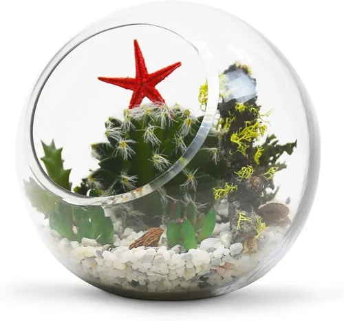 Miniatura 4 de WGV Jarrón de vidrio con corte inclinado, ancho 14 cm, altura 14 cm, transparente, redondo, maceta para plantas, terrario, orbe, recipiente