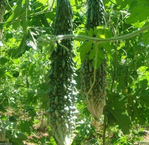 Miniatura 4 de Bitter Gourd Seeds,Japanese Long (Asian vegetable) Harvested young at 10-13" !(10 Seeds)